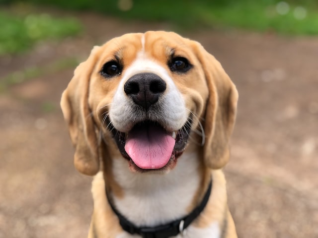 A beagle